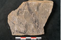 Foto (Detailansicht) von Voltzia heterophylla Brongniart (NHMW-GEO-2024-0188-11134)